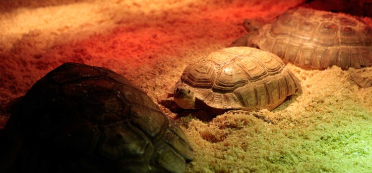 Exposición La fauna reptiliana