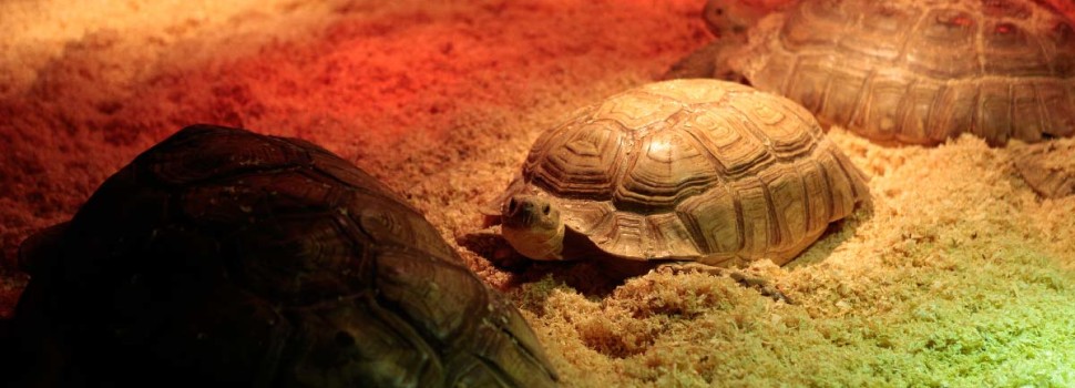 Exposición La fauna reptiliana