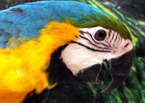 GUACAMAYO-1024×767
