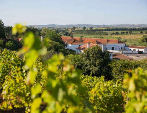 Turismo Do Centro De Portugal will have its space at FINE #Winetourismexpo