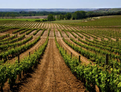 The Ribera del Duero Wine Route will participate in FINE #Winetourismexpo