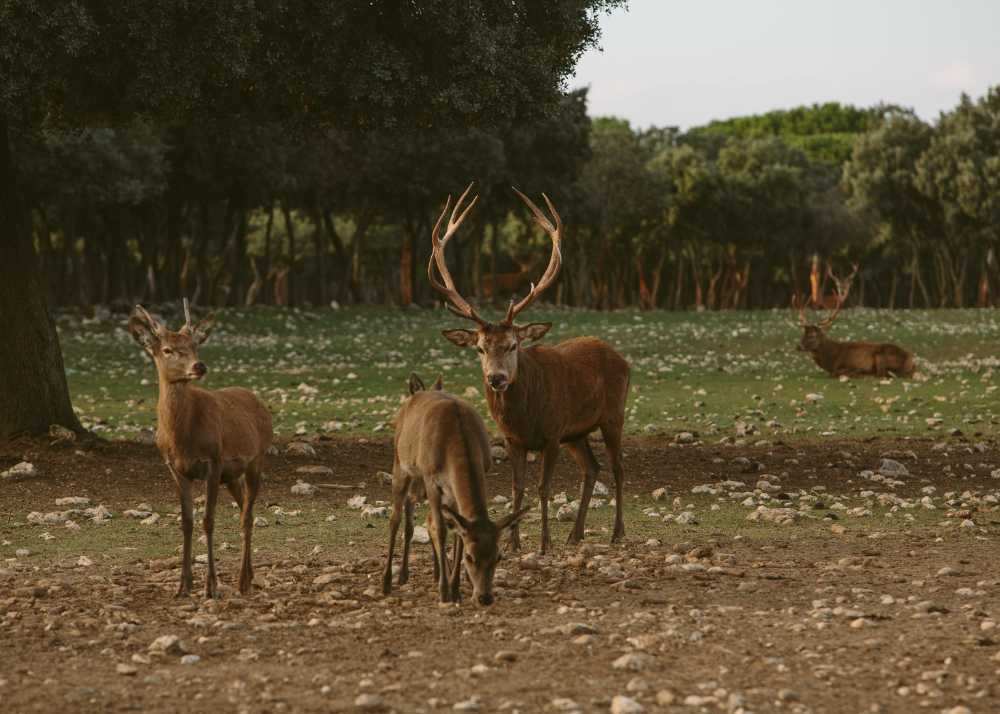 Bodegas Arzuaga Navarro