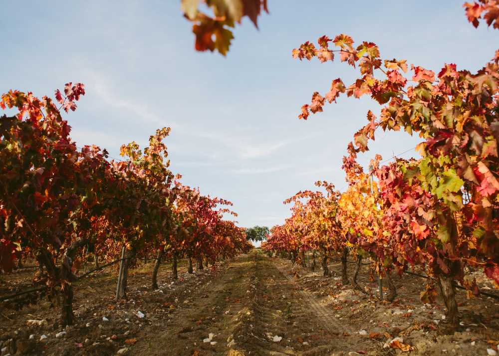 Bodegas Arzuaga Navarro