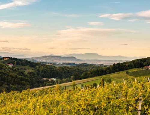 The lands of Austria offer a unique way to enjoy wine tourism