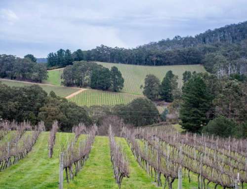 Australia relies on strong wine tourism sector for further growth