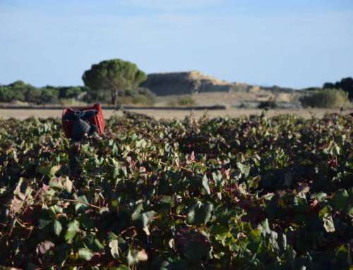 La Ruta del vino de Almansa mostrará todo su potencial en FINE 2023