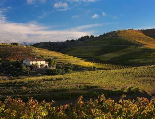 Costa Daurada en FINE #WineTourism Marketplace 2026: rutas del vino con el Mediterráneo de fondo