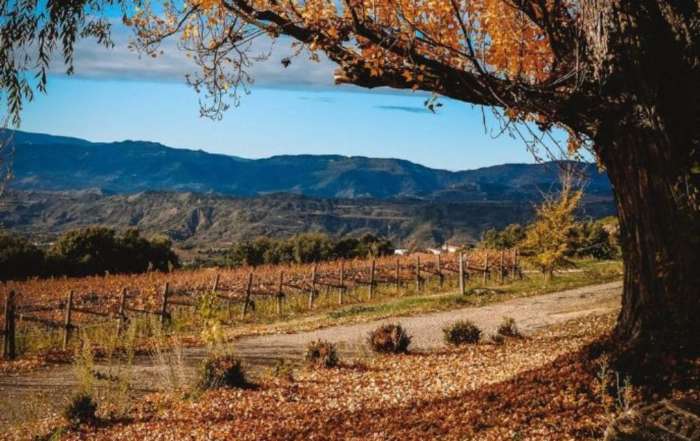 Ruta del Vino de Lleida