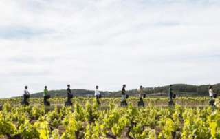 Ruta del Vino de Penedès