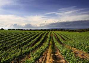 Ruta del Vino de Toledo