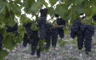 Strada del Vino, Dell’Olio e dei Sapori della Valle dei Templi