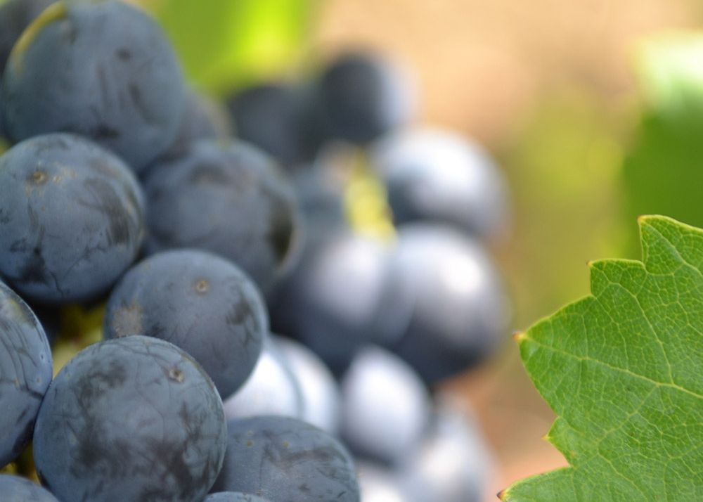 Strada del Vino e dei Sapori Val di Mazara