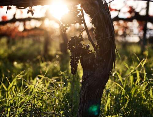 Rota da Bairrada at FINE #WineTourism Marketplace 2026: drink well, eat well, live well