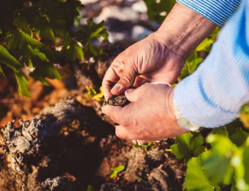 Ruta del vino de Rueda: un destino ineludible para los amantes del vino