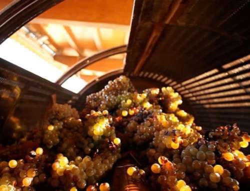 Tenuta Sartarelli en FINE #WineTourism Marketplace