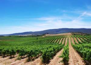 Enoport - Viñedo Portugal