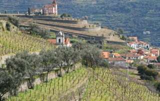 Enoport - Viñedo Portugal