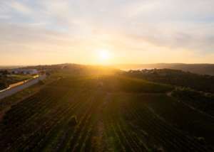 Algarve Golden Terroir