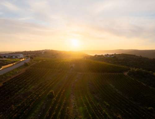 Algarve Golden Terroir: wine also has its place in Portuguese paradise