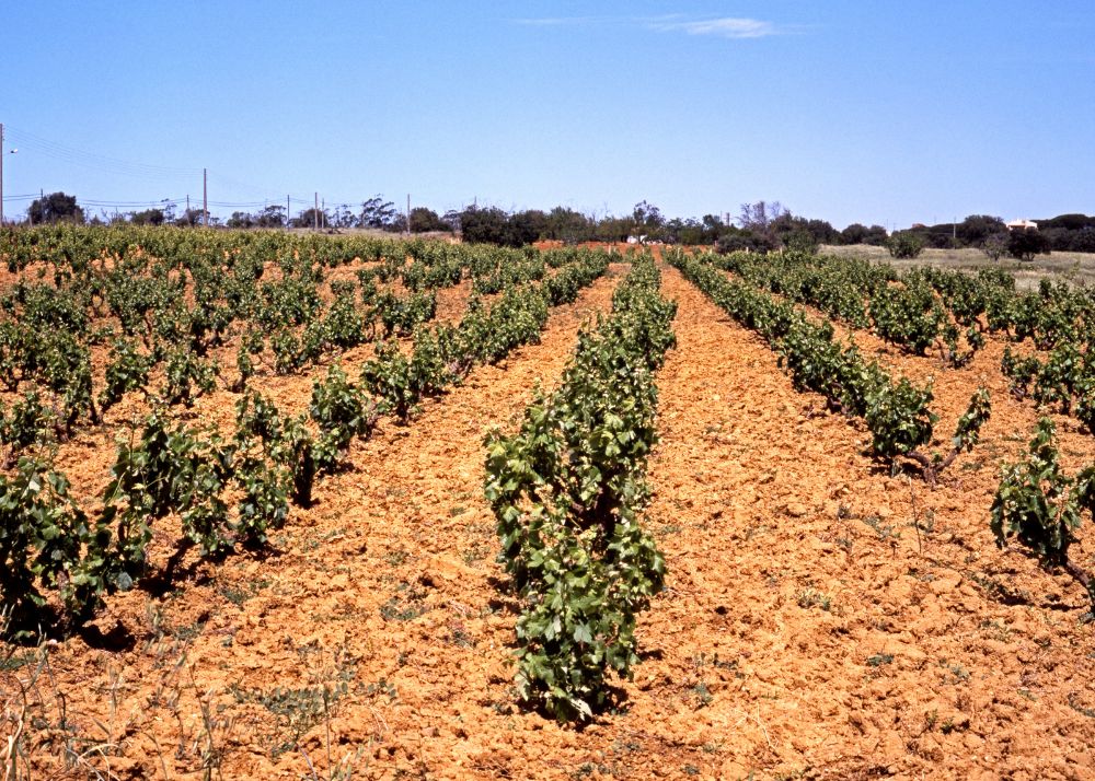 Algarve Golden Terroir