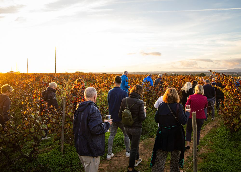 Algarve Golden Terroir