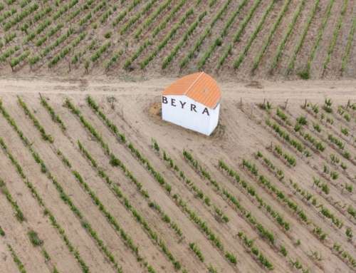 Rota dos Vinhos da Beira Interior: experience wine from the heights of Portugal