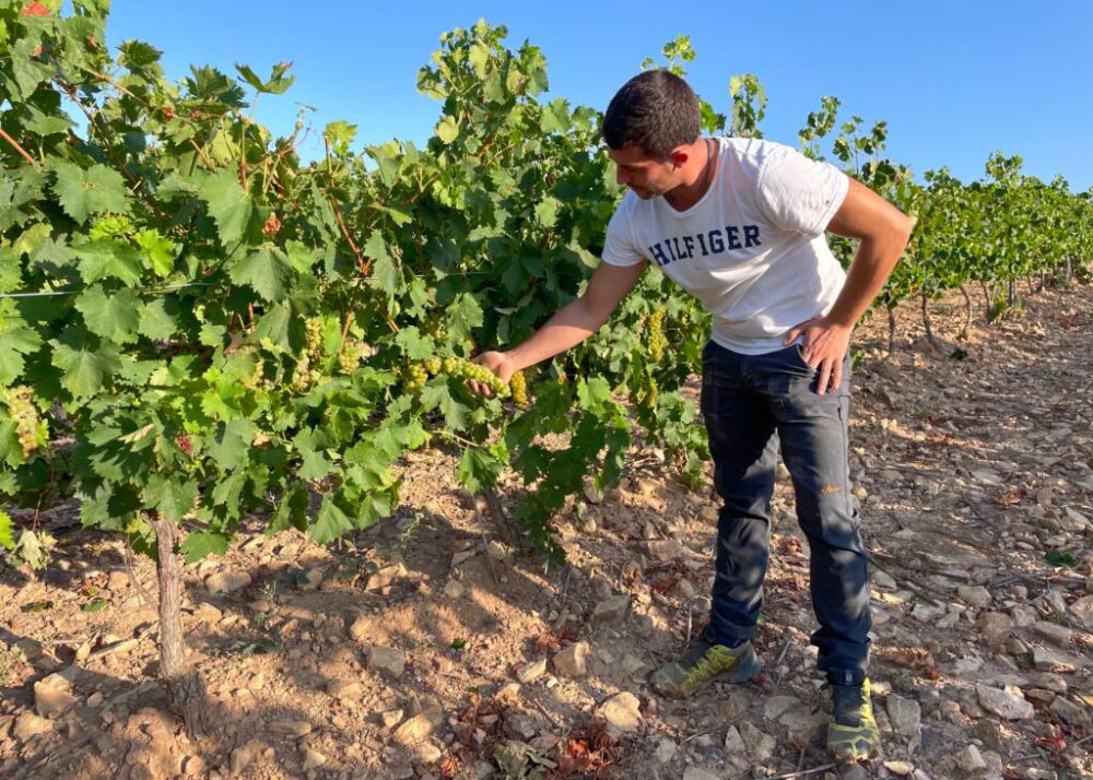 Bodegas Aragonesas