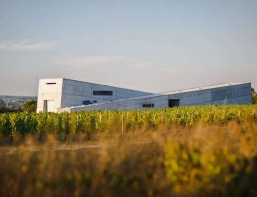 Rota dos Vinhos do Dão: five routes through the heart of Portuguese wine country