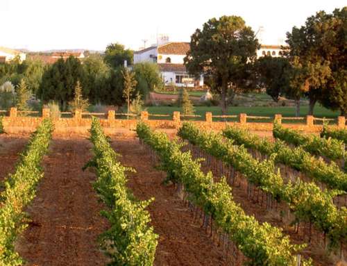 Castilla-La Mancha: a wine tourism destination to discover