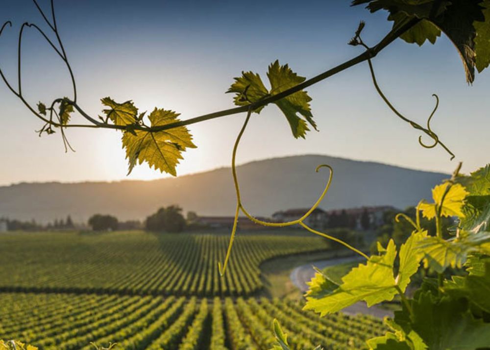 La strada del vino dell'Etna