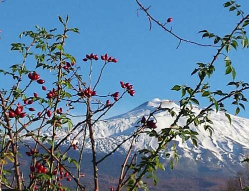 La Strada del Vino dell’Etna: a journey between fire, earth and tradition