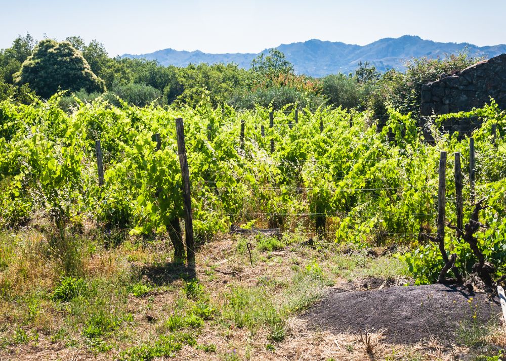 Strada del Vino Terre Sicane