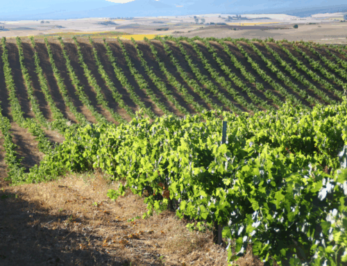 Jornada en el Museo del Vino de Peñafiel sobre vitivinicultura y enoturismo en la Ribera del Duero