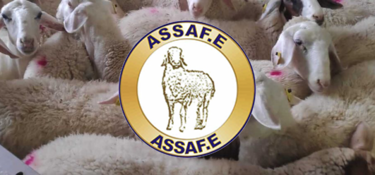 Asamblea General ASSAFE en la Feria de Valladolid: Innovación y Futuro de la Raza Assaf