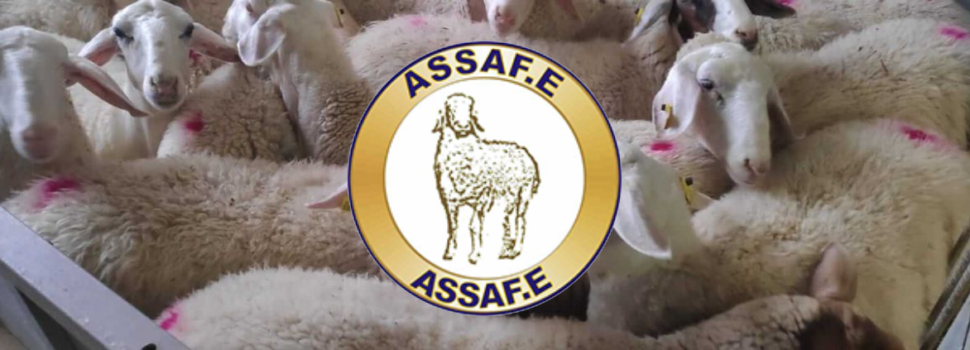 Asamblea General ASSAFE en la Feria de Valladolid: Innovación y Futuro de la Raza Assaf